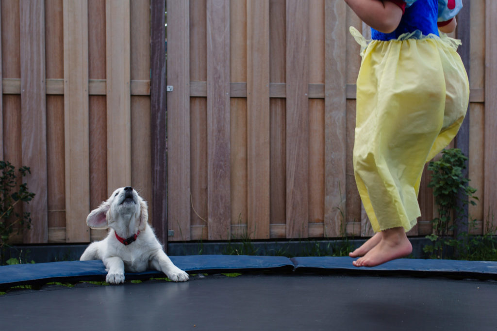 Verkleed meisje in prinsessenjurk springt op trampoline terwijl Golden Retriever pup toekijkt, documentaire fotografie