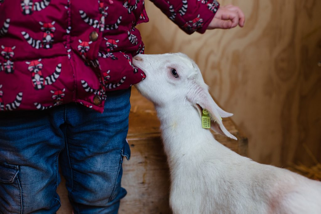 Lammetje sabbelt op jas van meisje bij geitenboerderij de Mekkerstee in Ouddorp