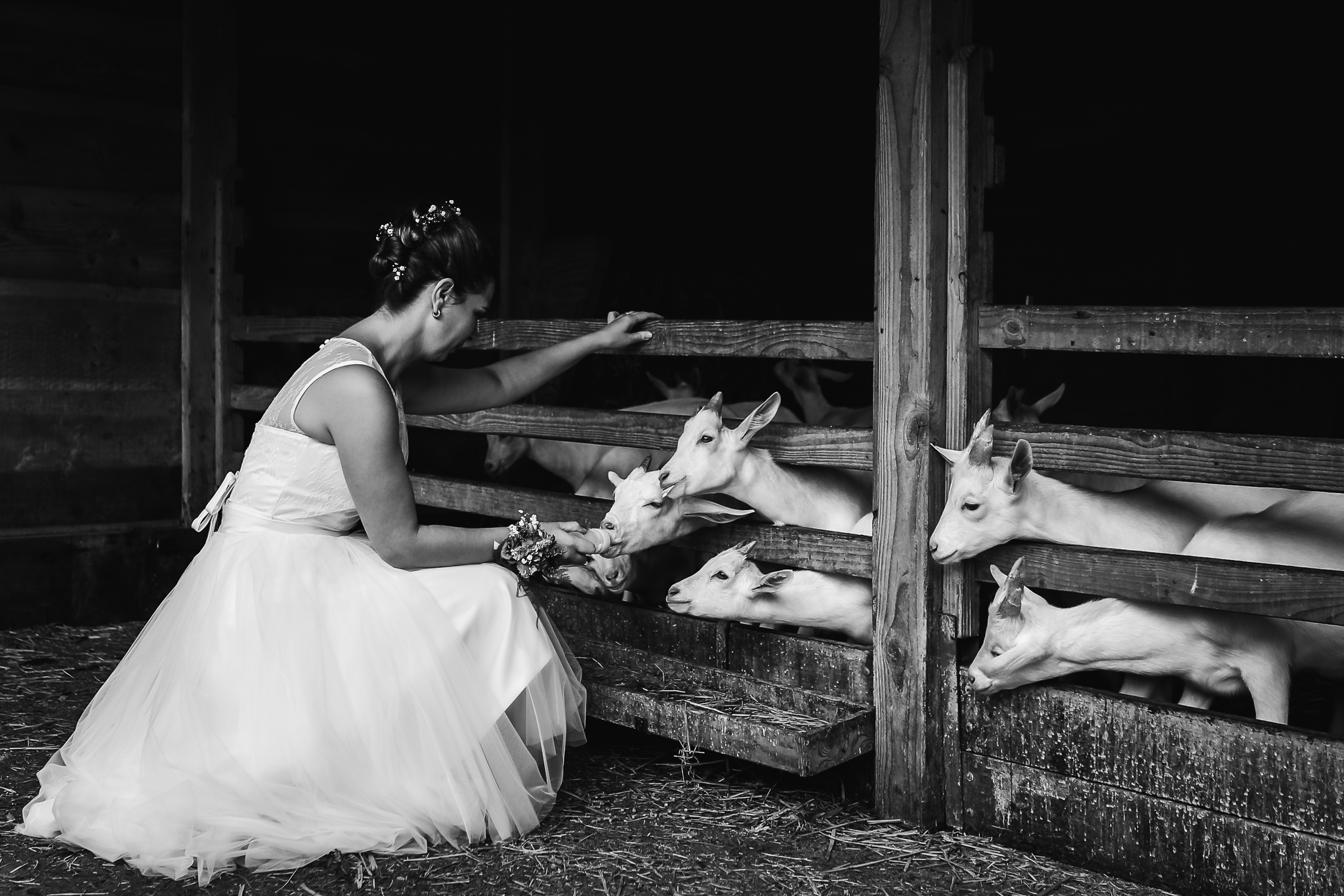 Fotoreportage tijdens de trouwdag op de kinderboerderij, bruid geeft de geitjes een fles