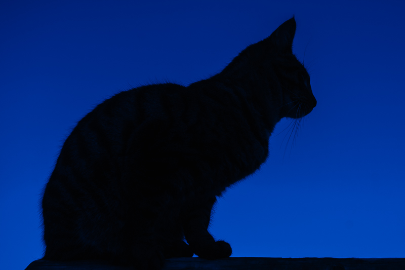 thema blauwe maandag. Silhouet van kat tegen een blauwe lucht